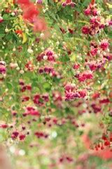 Fuchsien in den Königlichen Gewächshäuser Laeken bei Brüssel