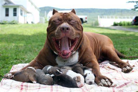 Famoso pitbull gigante de 80 kilos es padre de 8 cachorros cuyo precio ...