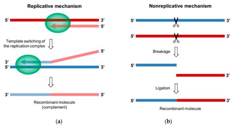 Mechanisms Of Replicative And Nonreplicative Rna Recombination A The