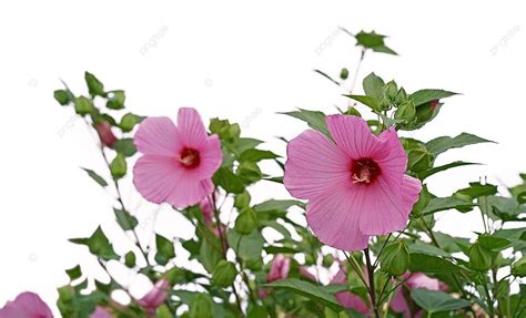 Hibiscus Moscheutos Background Images Hd Pictures And Wallpaper For