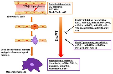 MicroRNAs Involved In EndMT Schematic Representation Of Significant