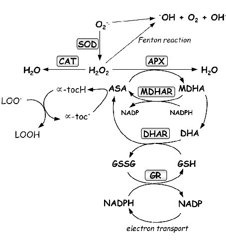 Main Detoxifying Systems In Plants CAT Catalase SOD Superoxide