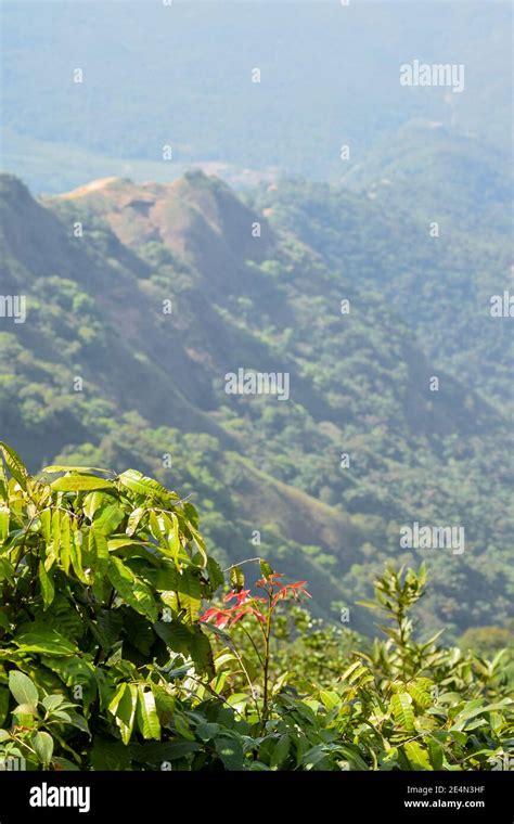 Western ghats forest hi-res stock photography and images - Alamy