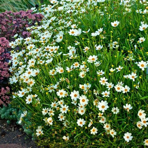 Big Bang Star Cluster Tickseed Sooner Plant Farm