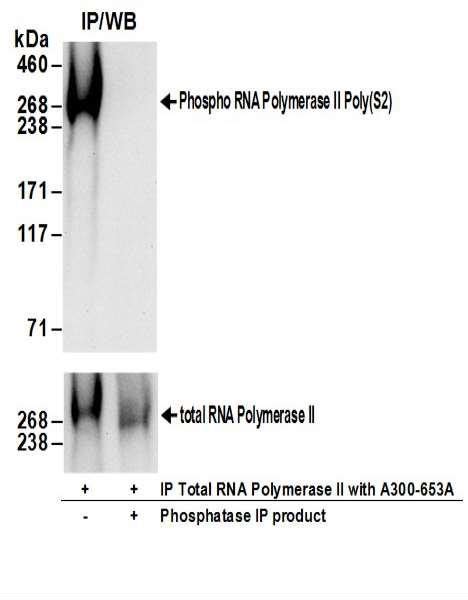 Anti RNA Polymerase II Phospho S2 Bethyl Laboratories Biomol