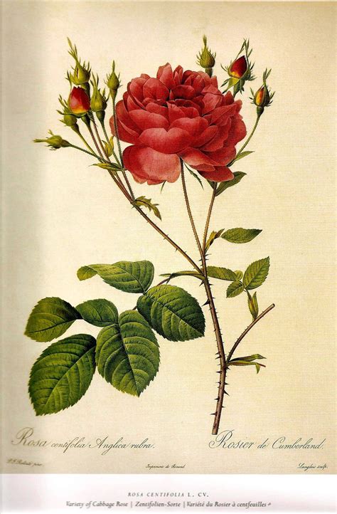 1000 Images About Pierre Joseph Redoute On Pinterest Flower Prints