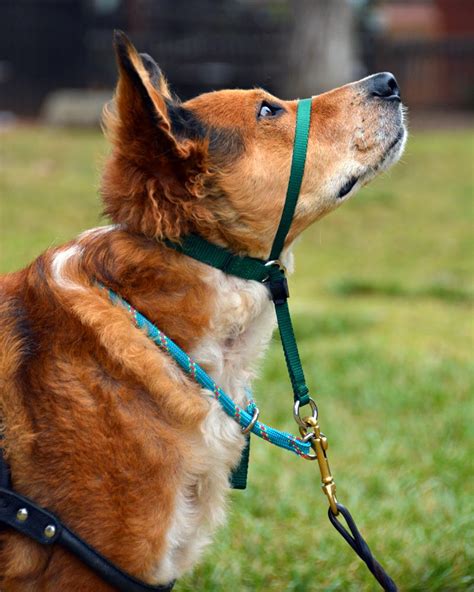 How To Use A Gentle Leader Head Collar Professional Dog Training Tips