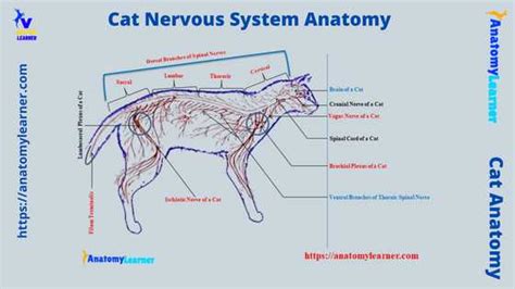 Cat Nervous System Anatomy Central And Peripheral Parts With Diagram