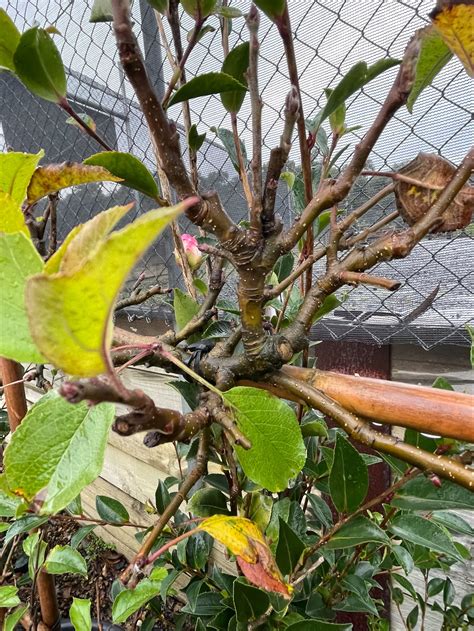 Apple Pink Lady Espalier - Plants for Spaces