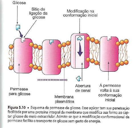 Esquema Da Permease Da Glicose