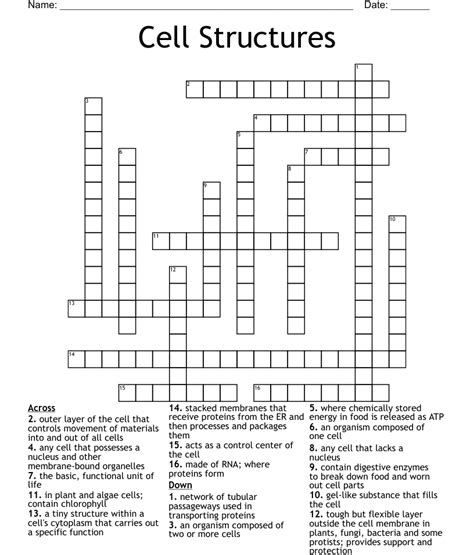 Cell Structure And Function Crossword WordMint