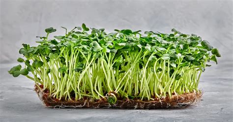 Grow Lush Microgreens With Aquaponics Easy Steps Micro Greens Farming