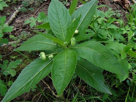 Dogs Mercury Dogs Cole Mercurialis Perennis