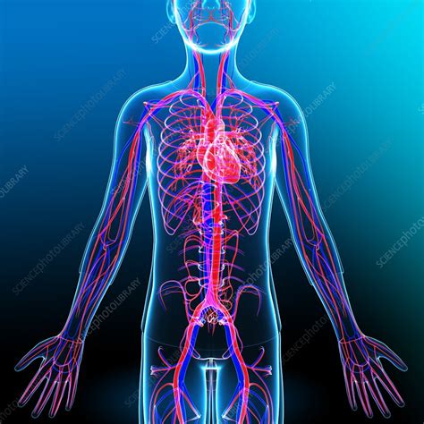 Human Vascular System Illustration Stock Image F Science