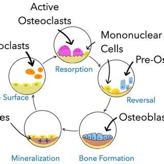 Stages of the bone remodeling cycle | Download Scientific Diagram