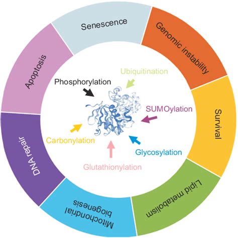 Figure From Role Of Post Translational Modification Of Silent Mating