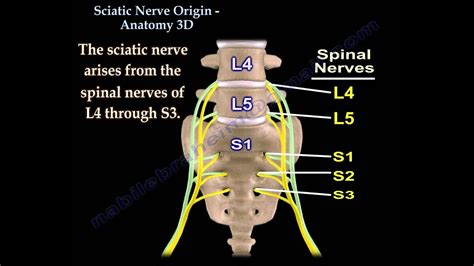 Sciatic Nerve Path Diagram Wiring Diagram Pictures