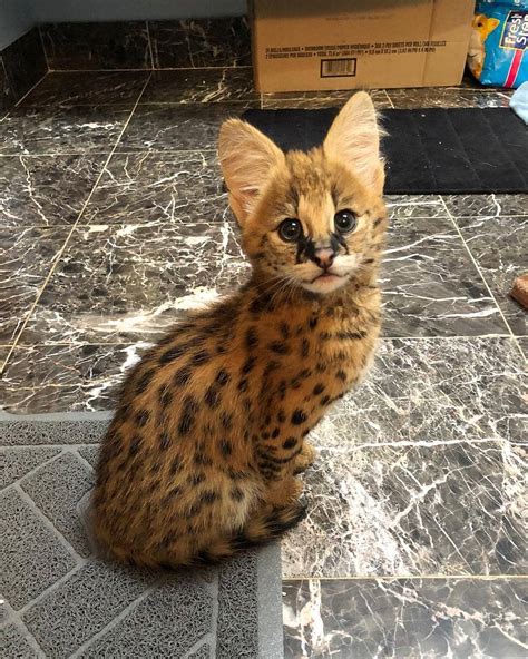 Serval Kitten In Wild