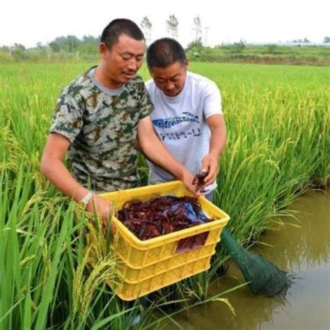 中国虾界大佬！远超对虾，养殖面积2184万亩，产量239万吨，产值748亿元模式