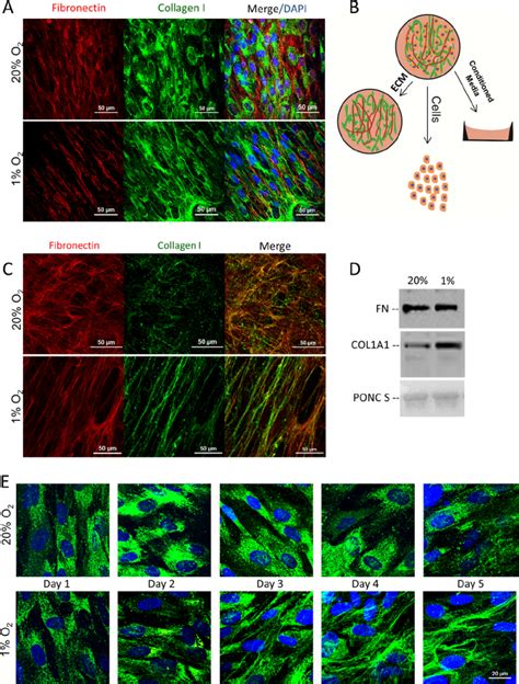 Hypoxia Regulates Fibrillar Collagen Deposition By Fibroblasts A Download Scientific Diagram