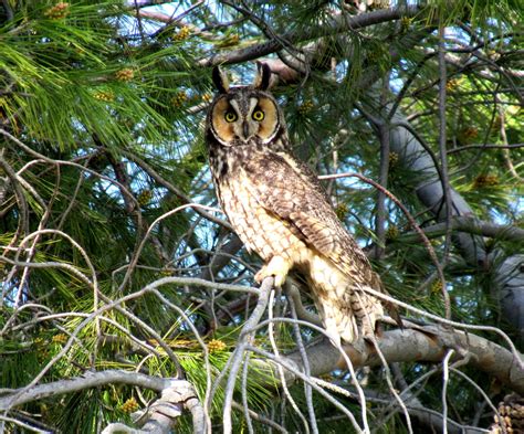 Long Eared Owls