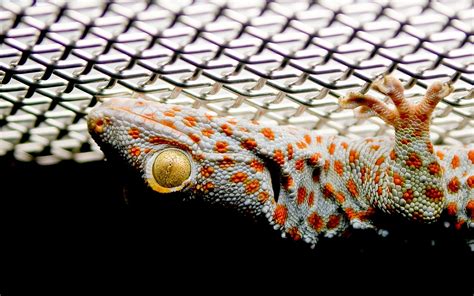 tokay gecko invasive 2