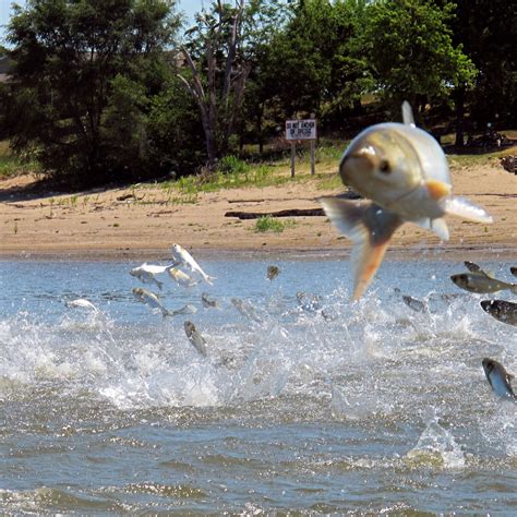 Asian Carp Could Find Plenty Of Food In Lake Michigan | WBEZ