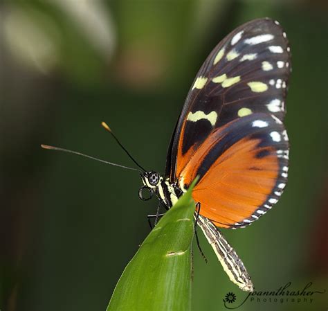 My Corner Of The World Butterflies In Bloom At Dow Gardens Midland Mi