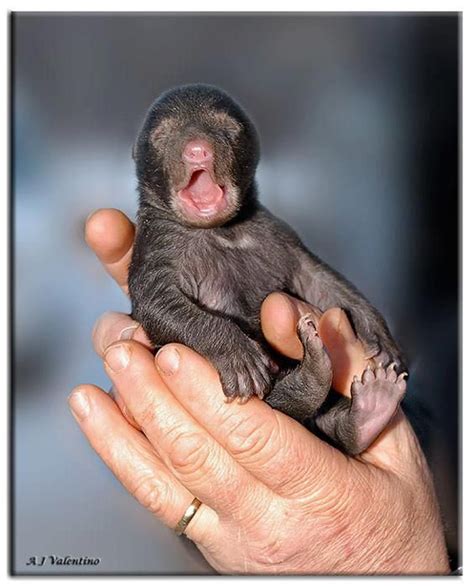 28 best images about Baby black bear on Pinterest | Foxs news, Zoos and ...