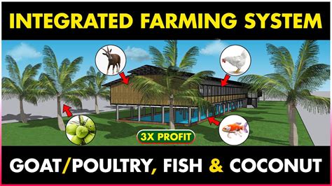 Integrated Goat Fishpoultry Fish And Coconut Farming Coconut Fish