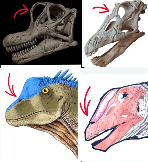apatosaurus skull apatosaurus fashionable skeleton model
