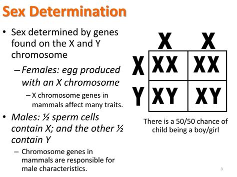 Ppt Sex Linked Inheritance Powerpoint Presentation Free Download