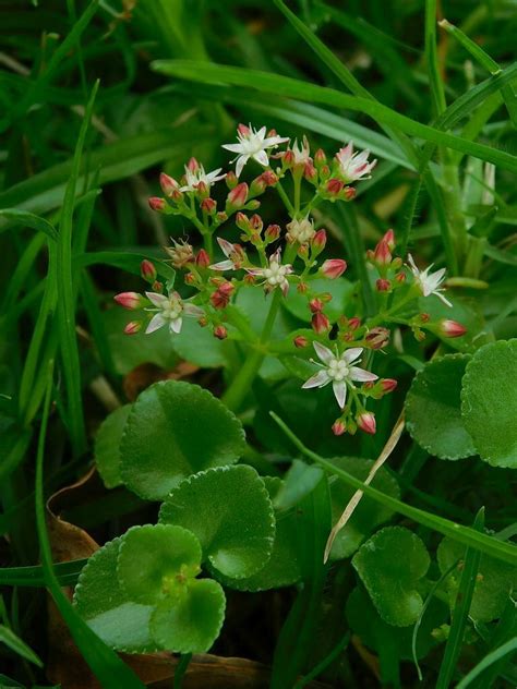 Trailing Stonecrop From Greyton 7233 South Africa On December 29