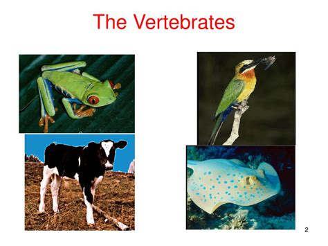 Ppt Vertebrates Powerpoint Presentation Free Download Id6401833