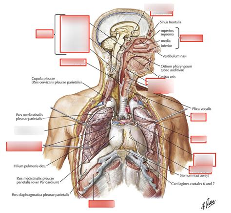 Innere Medizin Diagram Quizlet