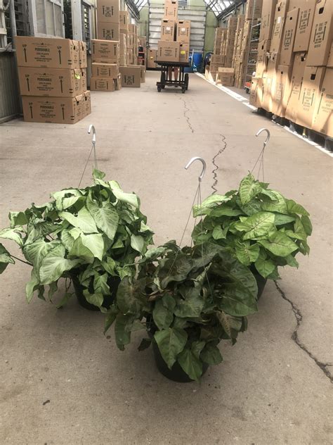 8 Syngonium Asst HB NET Tri State Foliage In House Availability