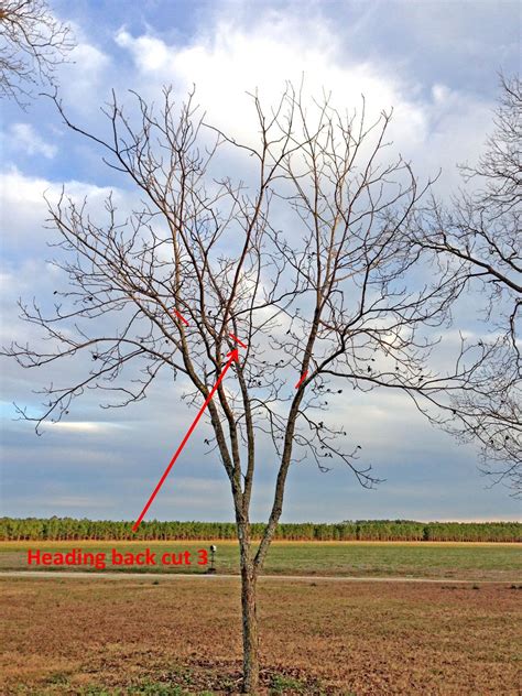 Northern Pecans: Pruning a neglected pecan tree