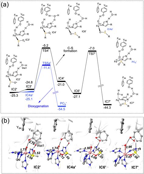 A Qm Mm Calculated Energy Profile Kcal Mol For The Selective C S Download Scientific