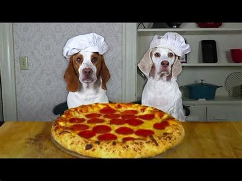 Descubre La Deliciosa Y Sorprendente Pizza De Perro Una Nueva