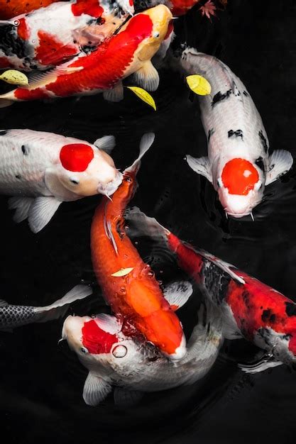 Premium Photo Top View Colorful Koi Fishes