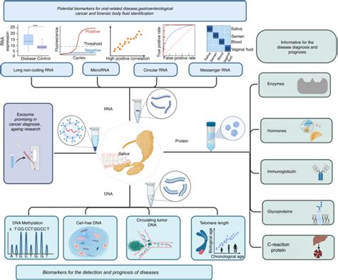 Promising Applications Of Human Derived Saliva Biomarker Testing In Clinical Diagnostics