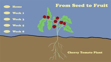 From Seed To Fruit Everyday Learning Pbs Learningmedia