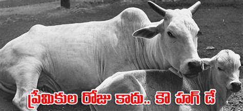 Cow Hug Day ఫిబ్రవరి 14 వాలంటైన్స్‌ డే కాదు కౌ హగ్‌ డే Celebrate