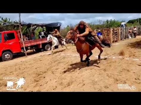 Forró pega de Boi e vaquejada Farra do vaqueirão musica