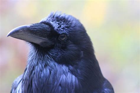 How to Identify a Common Raven - Birds and Blooms