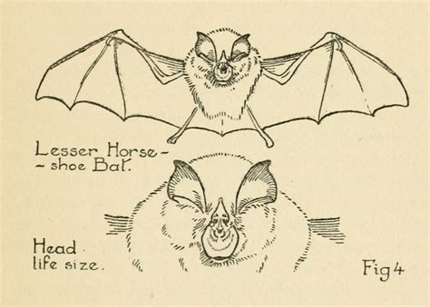 nemfrog - Fig. 4. Lesser Horseshoe Bat. British mammals. ca....