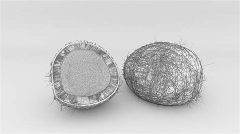 Coconut Model Coconut Pulp 3d Model Cgtrader
