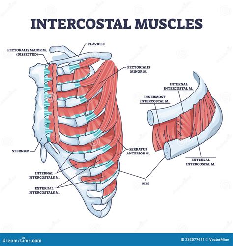 Muscles Intercostaux Entre Les Côtes Dans La Cage Thoracique Anatomique