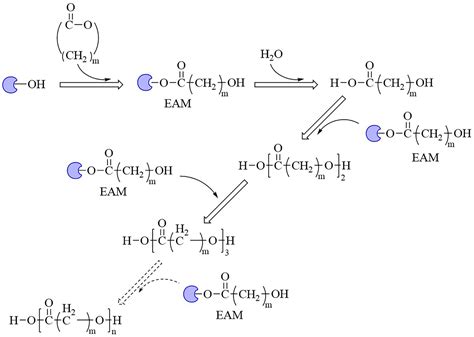 Frontiers Enzyme Catalyzes Ester Bond Synthesis And Hydrolysis The Key Step For Sustainable