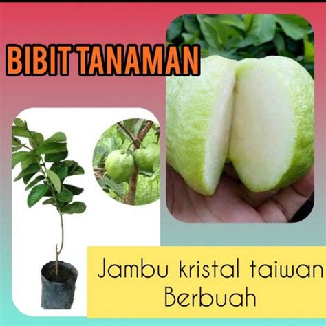 Jual Bibit Jambu Kristal Taiwan Berbuah WISATA AGROTANI Shopee